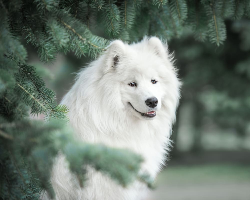 Chuckanut Valley Vet Clinic and Chuckanut Feline Center, Burlington and Bellingham