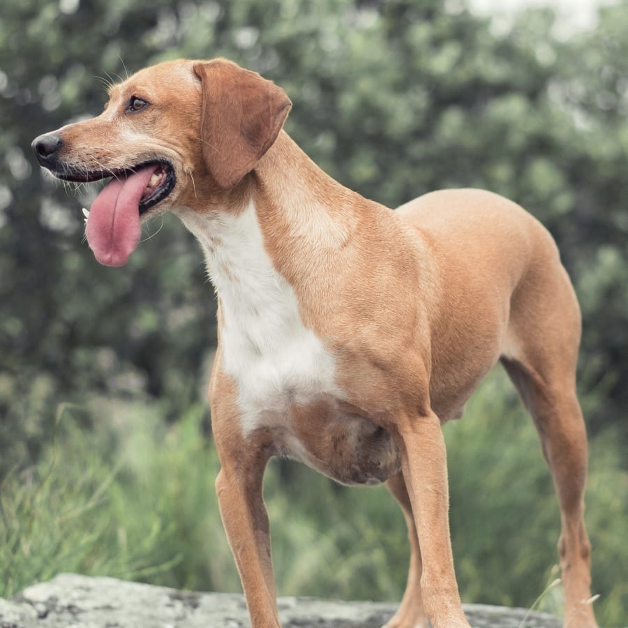 Happy brown dog after vet acupuncture