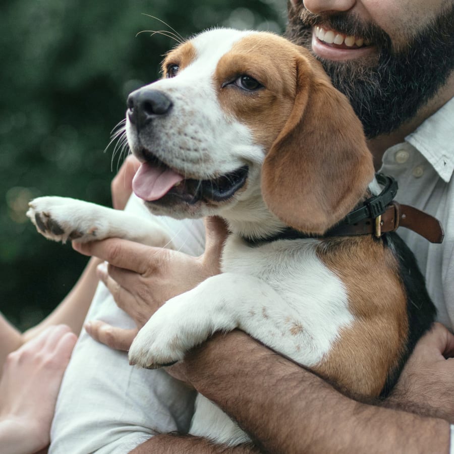 Pet Membership Plans, Burlington and Bellingham Veterinarians